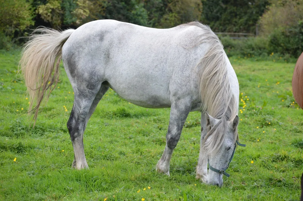 RID Mare Due in 4 Weeks To Heavy Cremello - Image 2