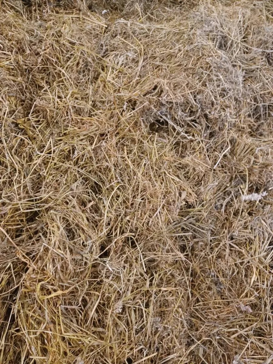 Silage for sale - Image 2