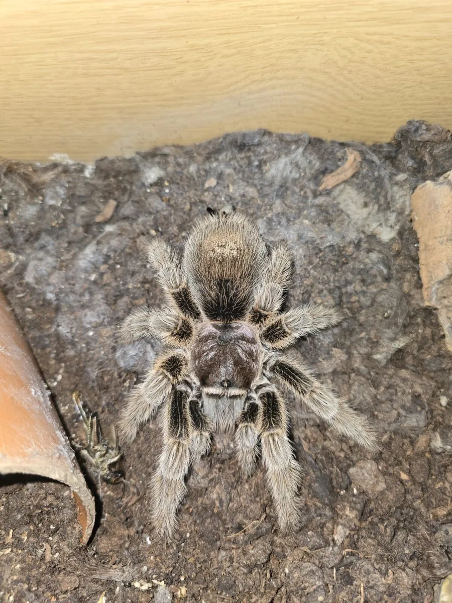 CHILEAN ROSE TARANTULA