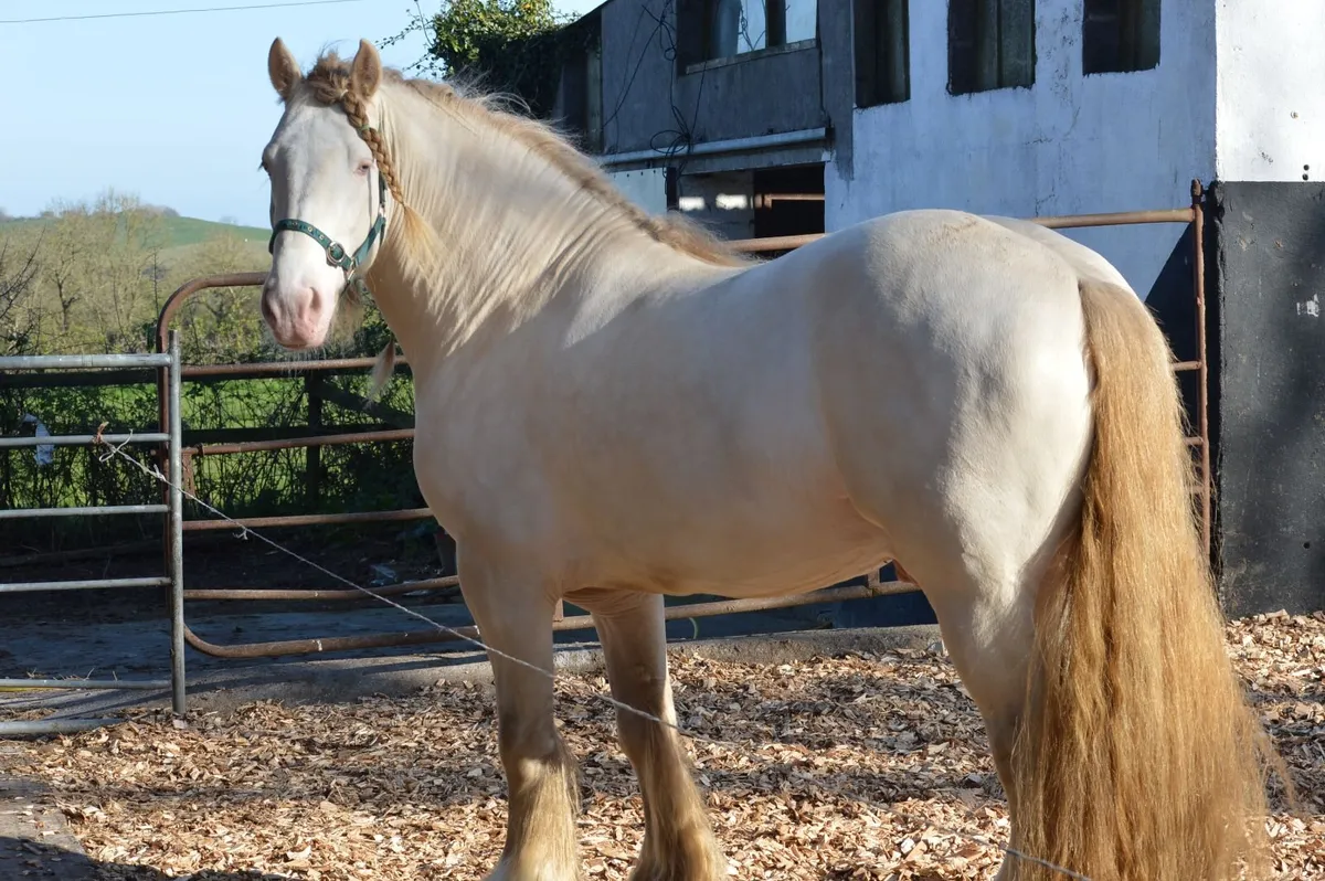 RID Mare Due in 4 Weeks To Heavy Cremello - Image 3