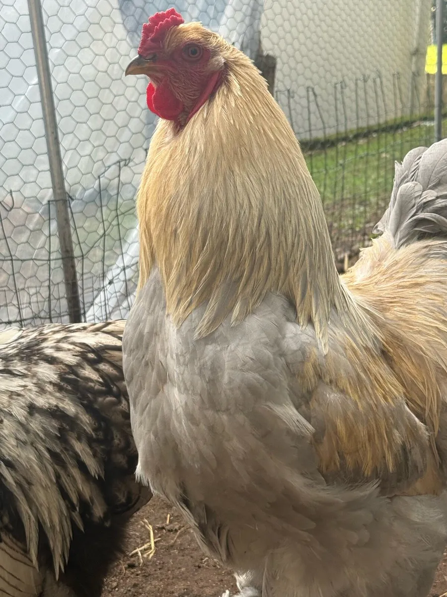 Giant Brahma & Silver Lace Orpington chicken - Image 1