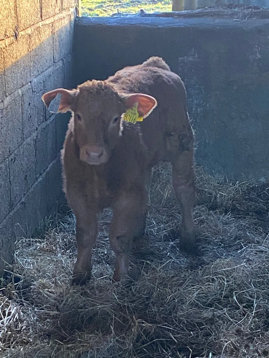 SUCKLER OUTFIT FOR BALINASLOE - Image 1