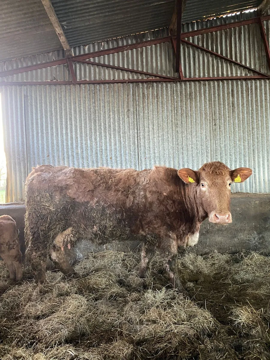 SUCKLER OUTFIT FOR BALINASLOE - Image 2