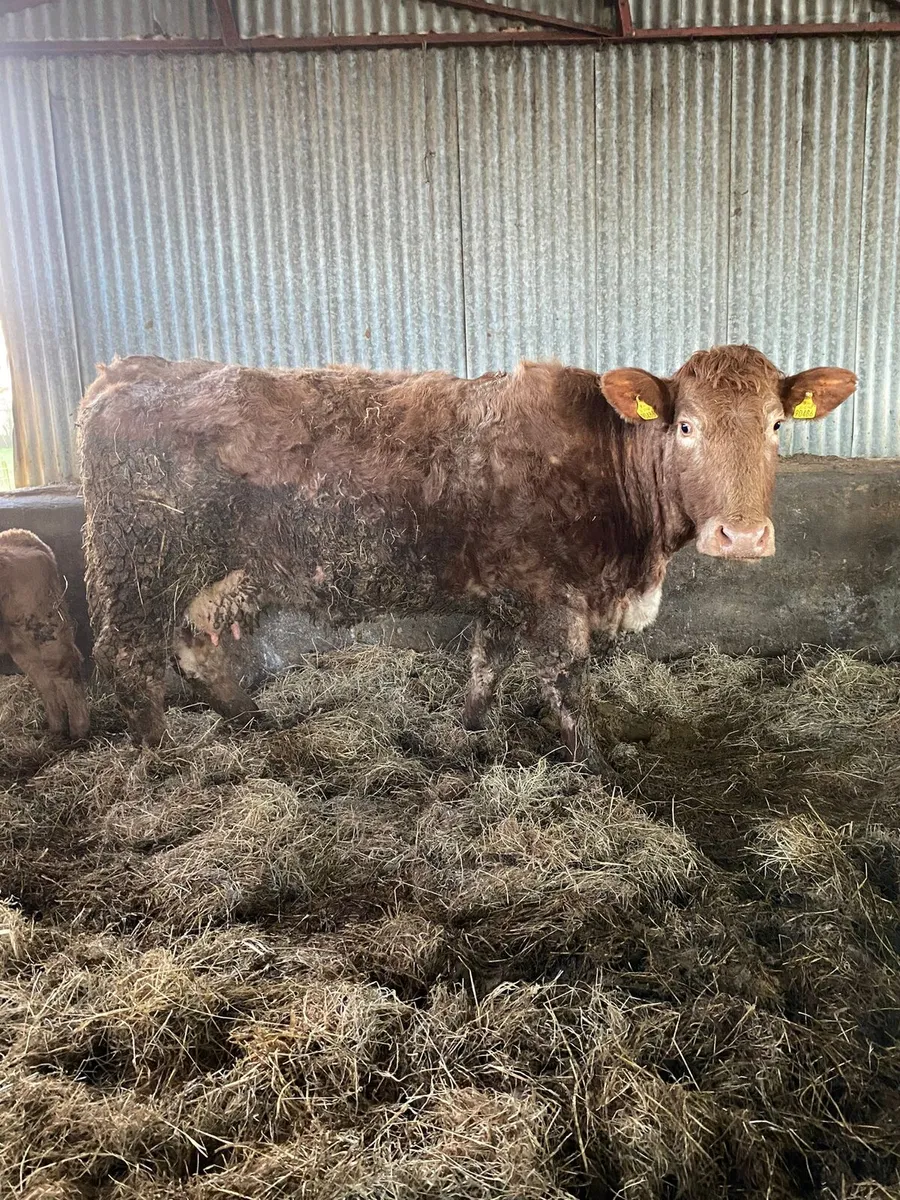 SUCKLER OUTFIT FOR BALINASLOE - Image 3