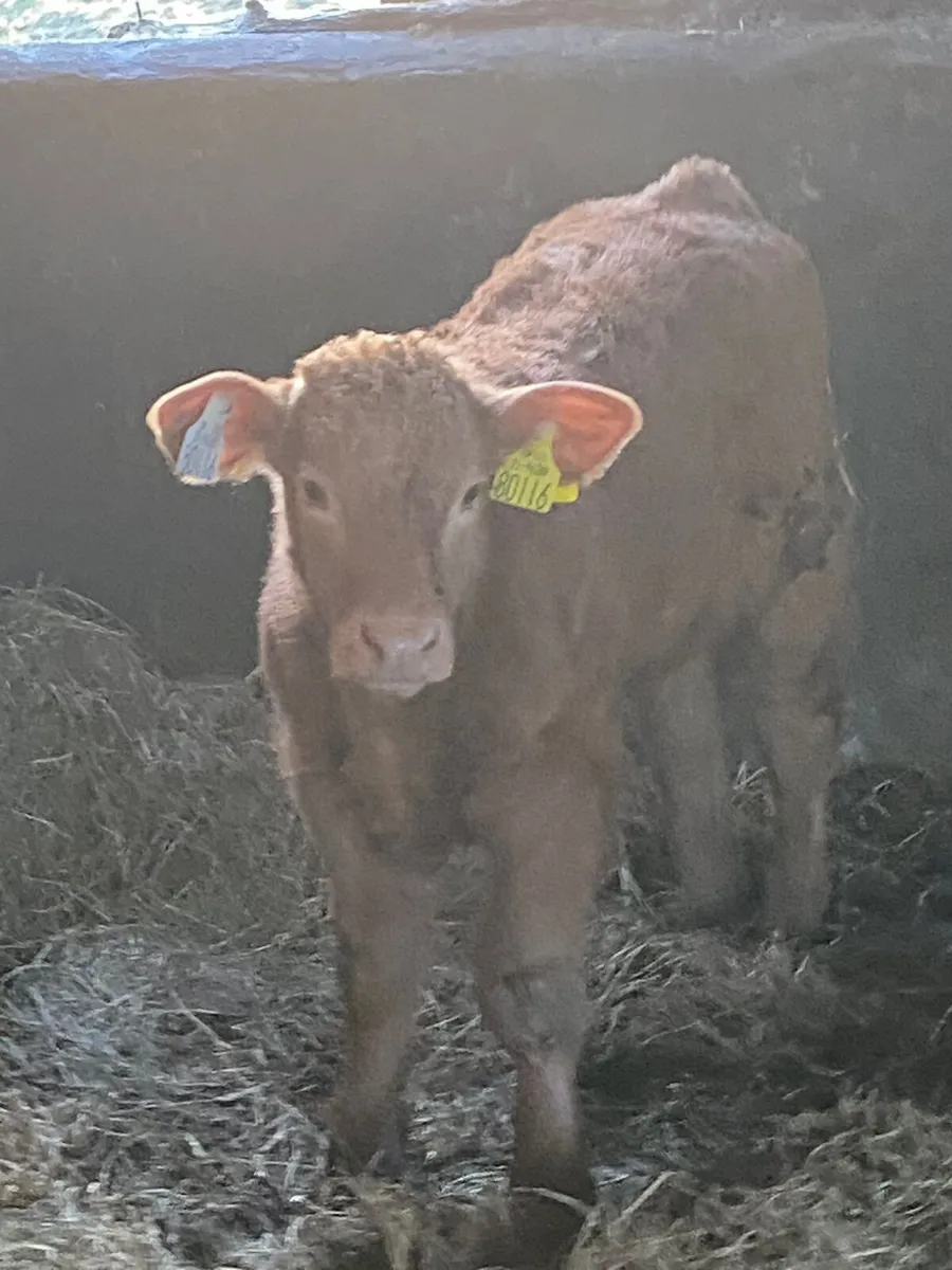 SUCKLER OUTFIT FOR BALINASLOE - Image 4