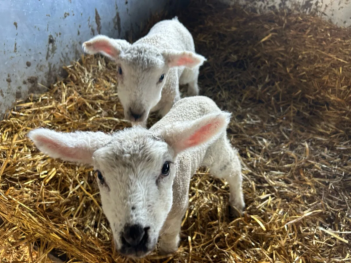 Pet lambs - Image 1