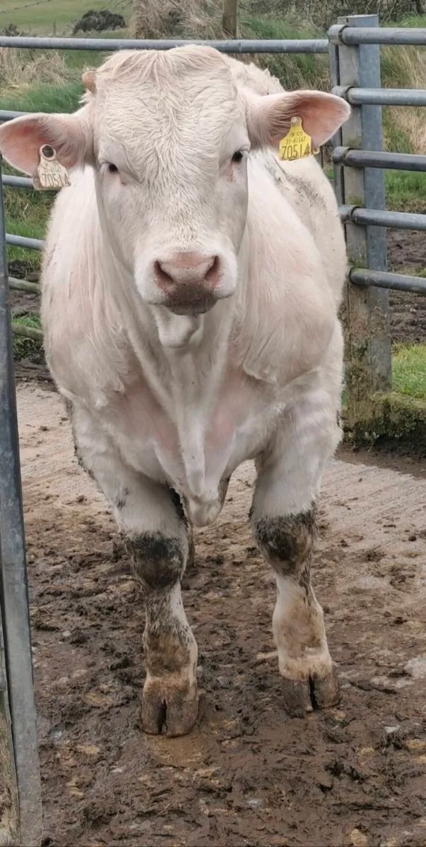 Pedigree Registered Charolais Bull - 5⭐ - Image 4