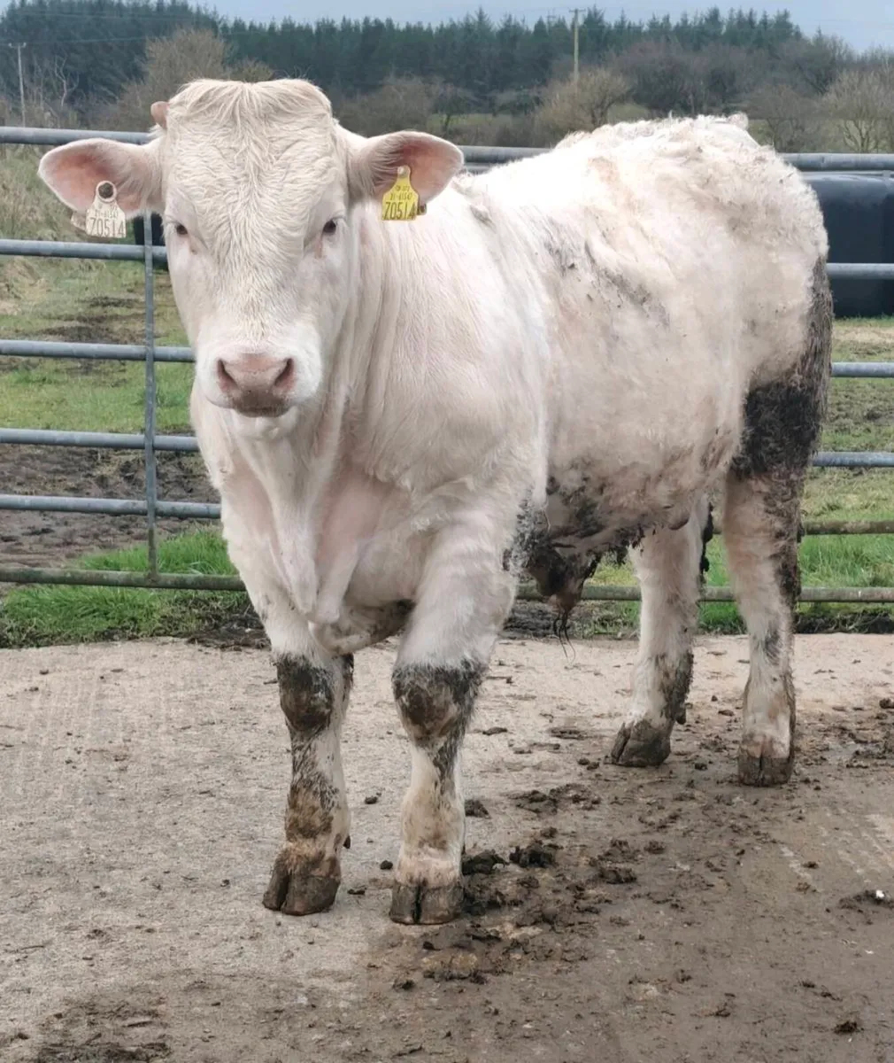 Pedigree Registered Charolais Bull - 5⭐ - Image 1