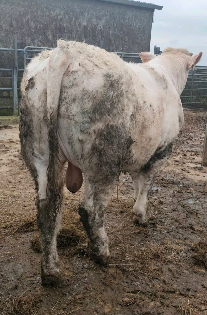 Pedigree Registered Charolais Bull - 5⭐ - Image 3
