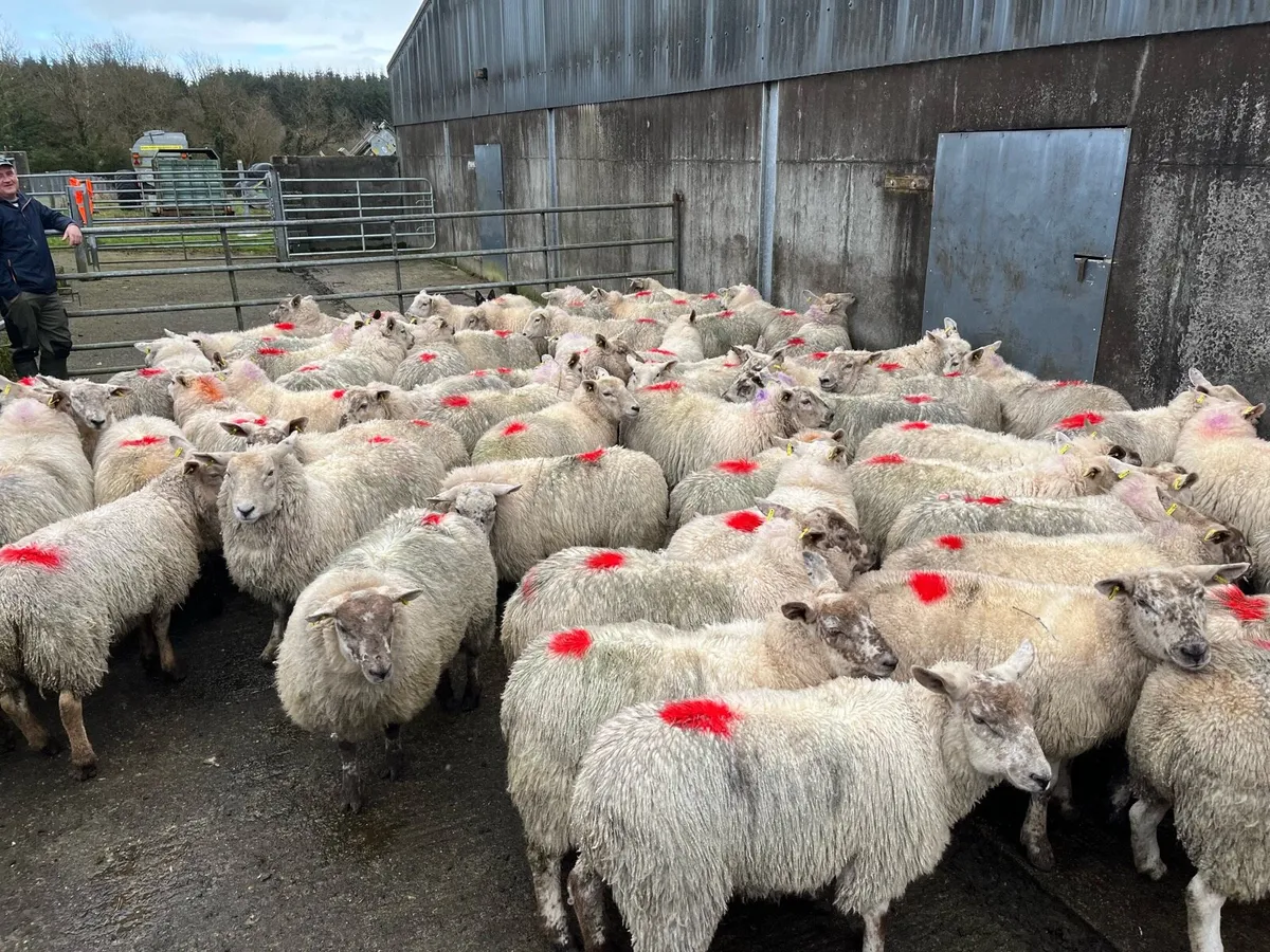 Texel x suffock mule hoggats - Image 1