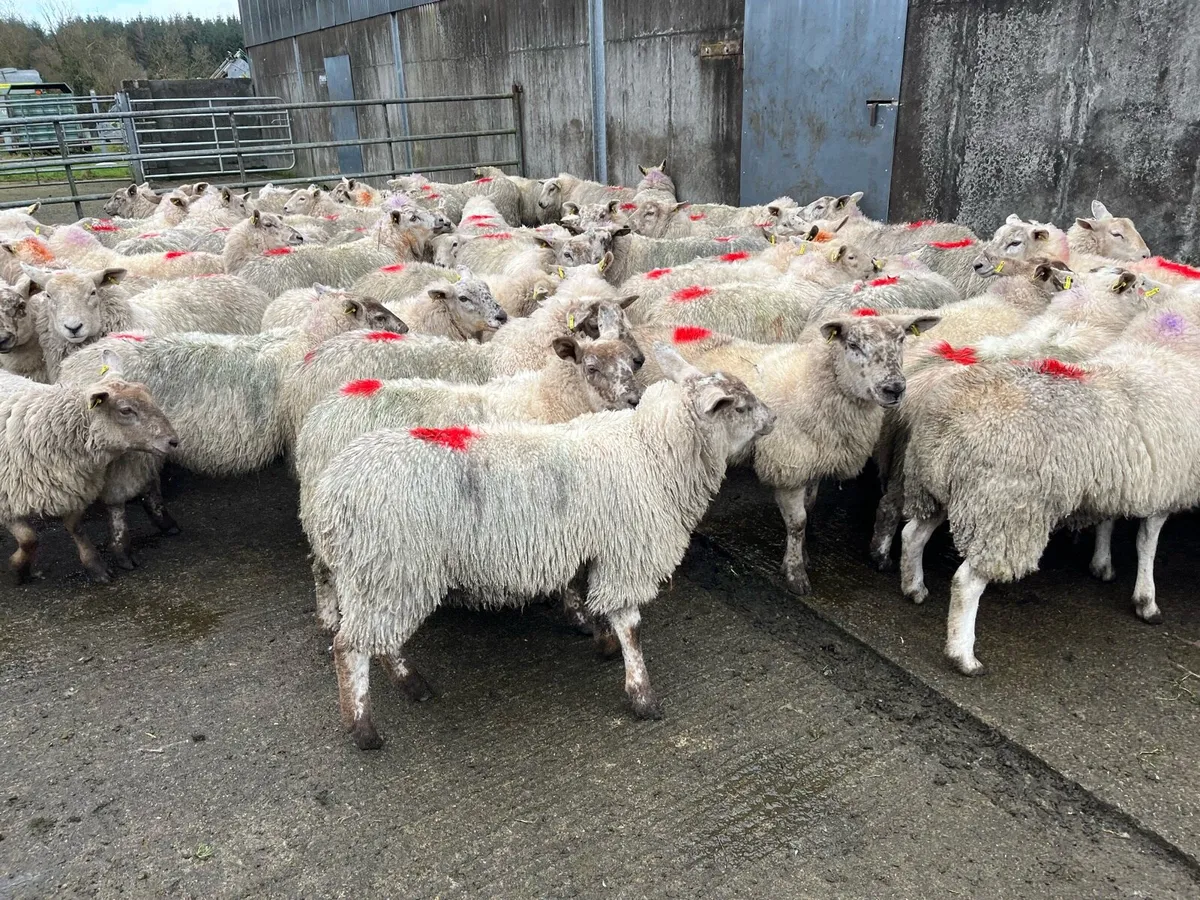 Texel x suffock mule hoggats - Image 2