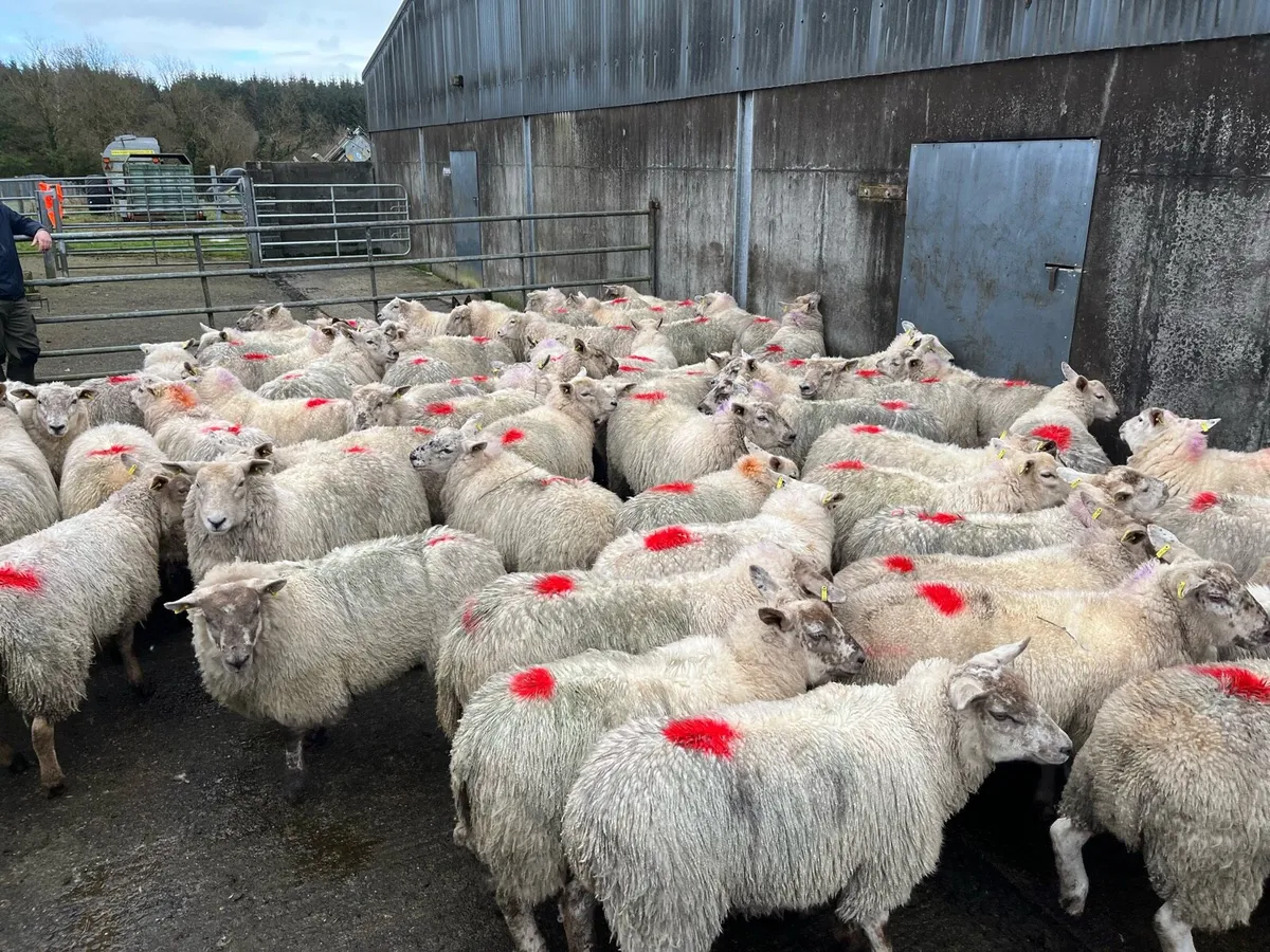 Texel x suffock mule hoggats - Image 3