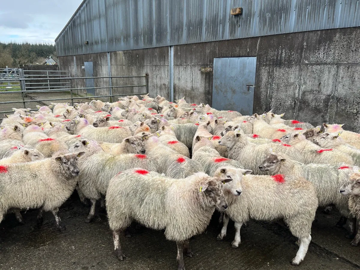 Texel x suffock mule hoggats - Image 4