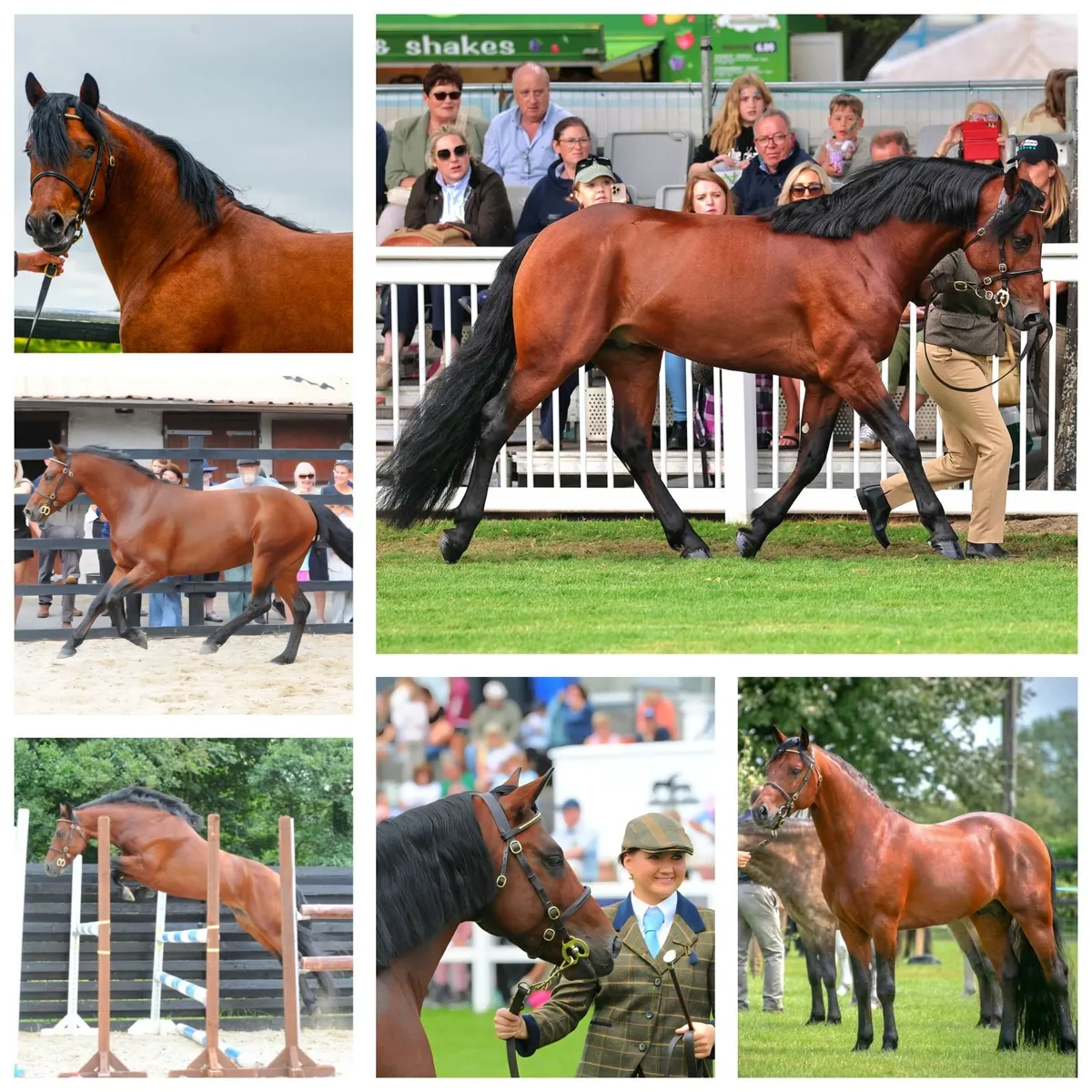 Connemara Stallion " Dunran Benjamin Button" - Image 2