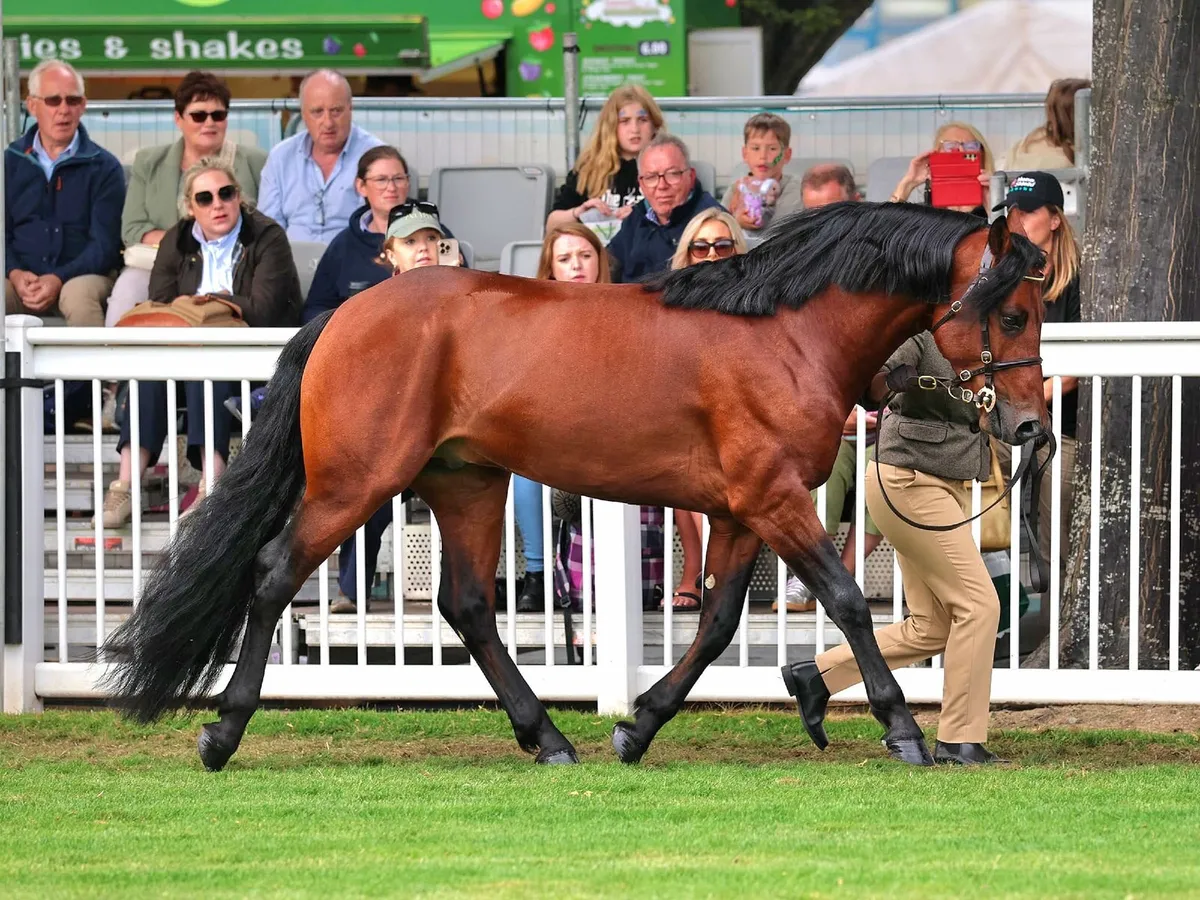 Connemara Stallion " Dunran Benjamin Button" - Image 3