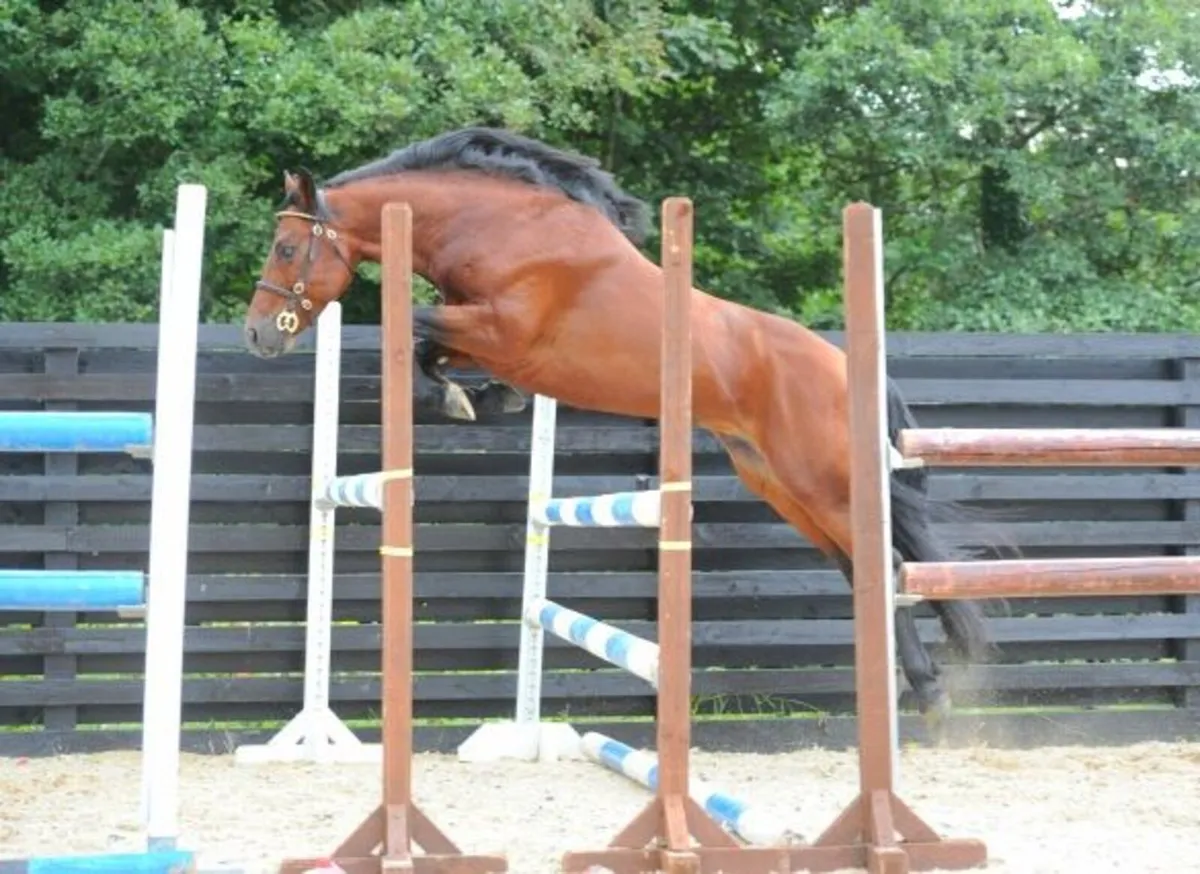 Connemara Stallion " Dunran Benjamin Button" - Image 4