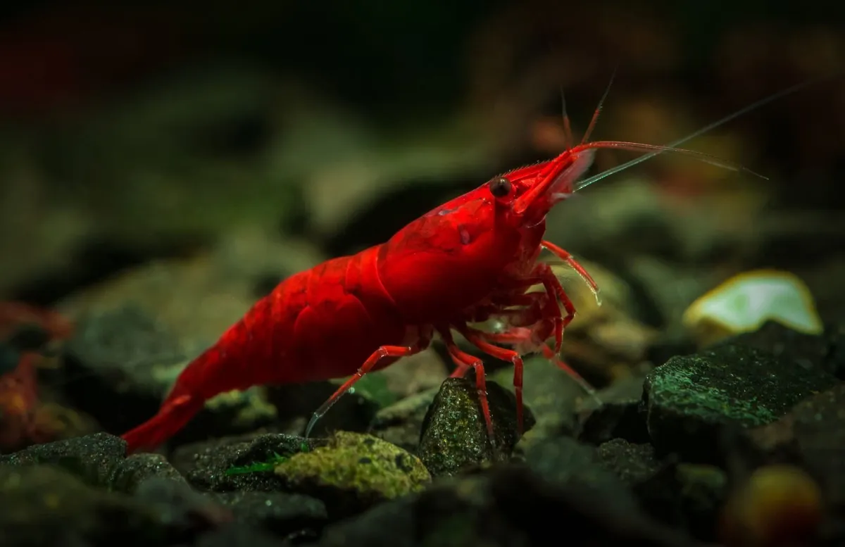 Neocaridina Bloody Mary Shrimp 🦐 Delivery - Image 3