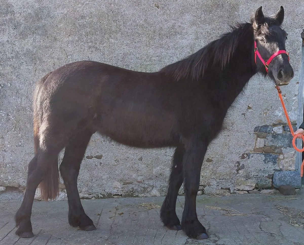 2yrs gelding -  Draught x Cob - Image 4