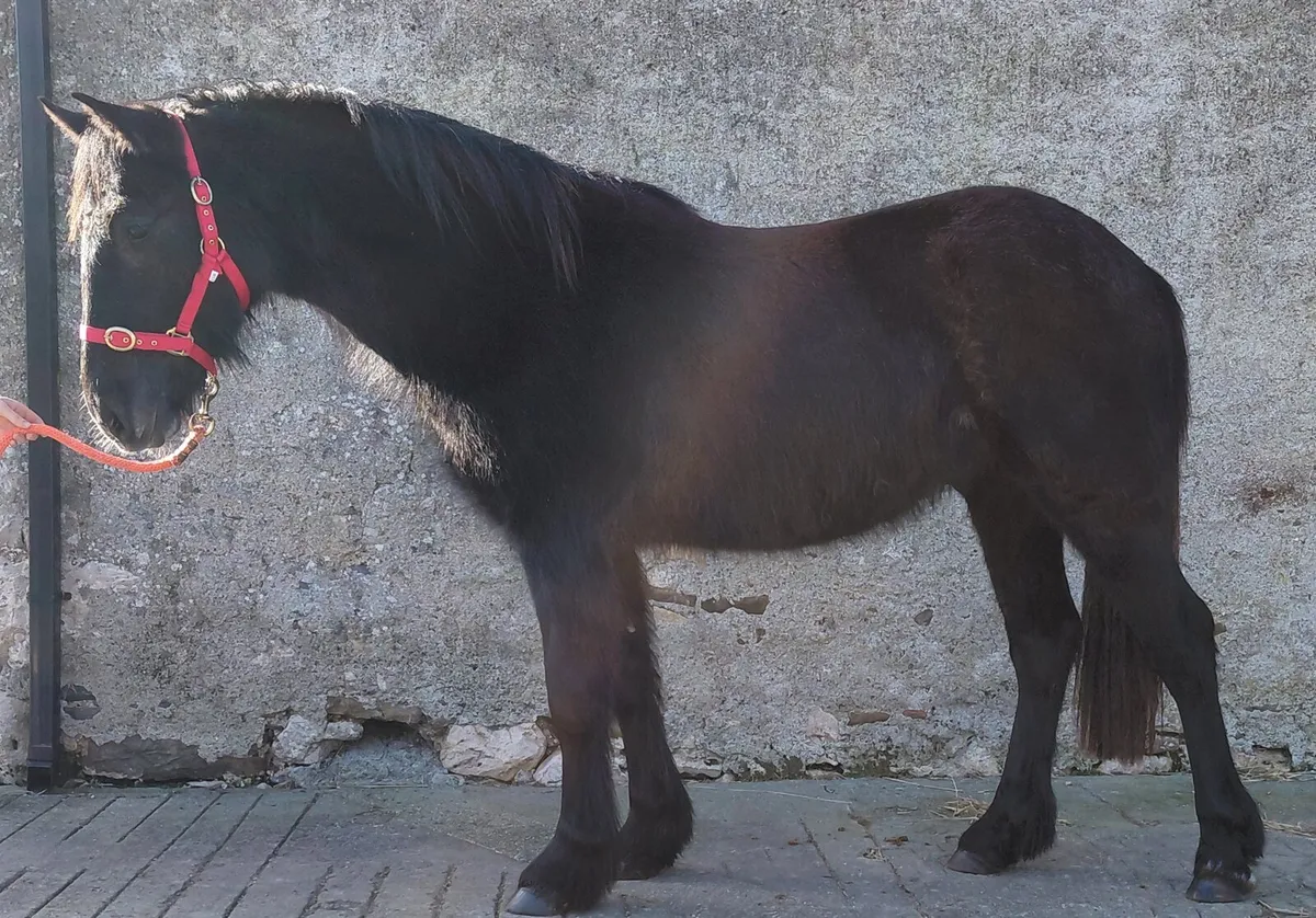 2yrs gelding -  Draught x Cob - Image 1