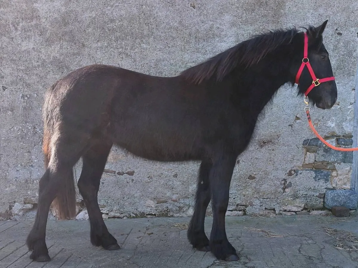 2yrs gelding -  Draught x Cob - Image 2