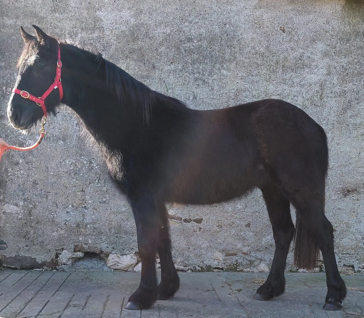 2yrs gelding -  Draught x Cob - Image 3