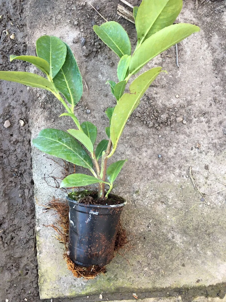Laurel hedging - Image 2