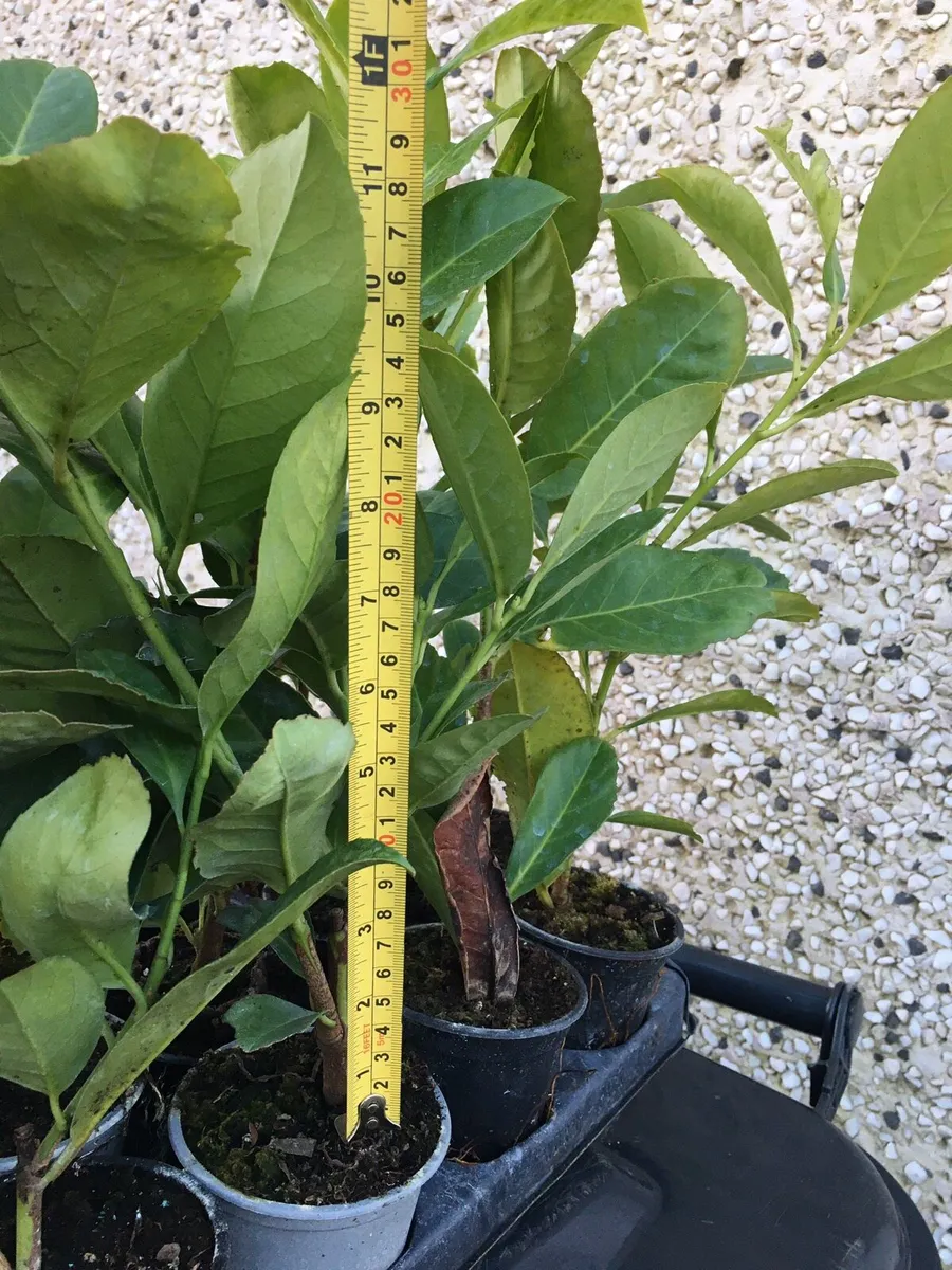 Laurel hedging - Image 3