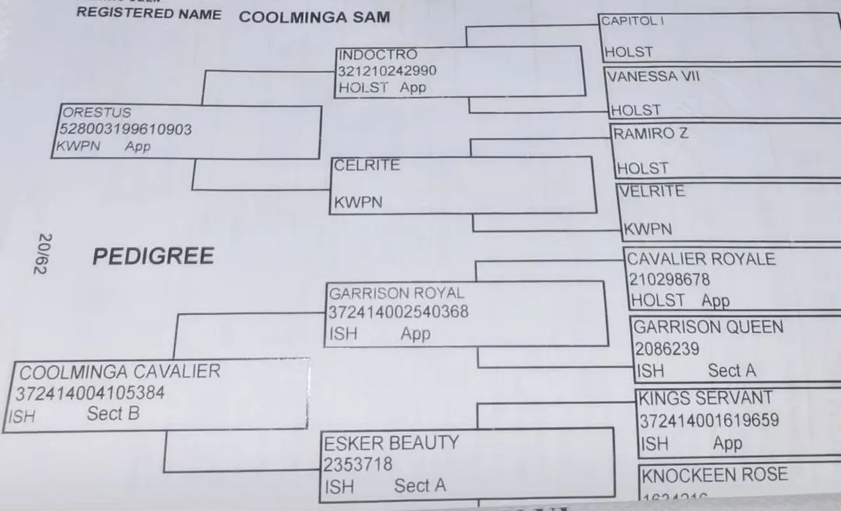 COOLMINGA SAM - 8 yo ISH Gelding. - Image 2