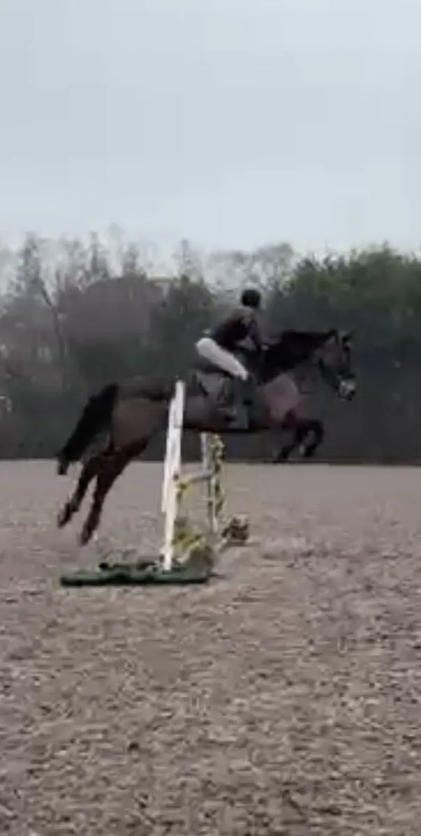 COOLMINGA SAM - 8 yo ISH Gelding. - Image 3