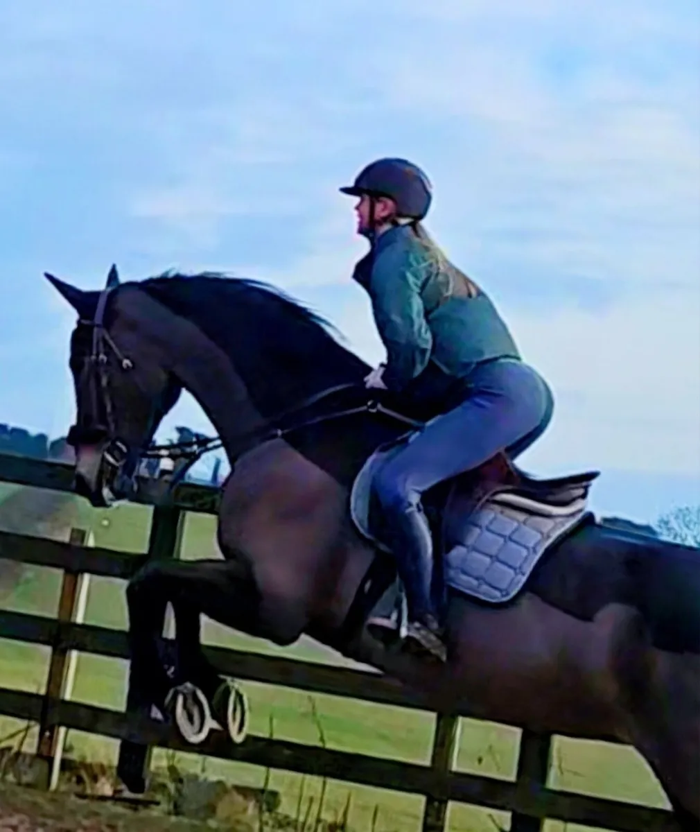 COOLMINGA SAM - 8 yo ISH Gelding. - Image 4