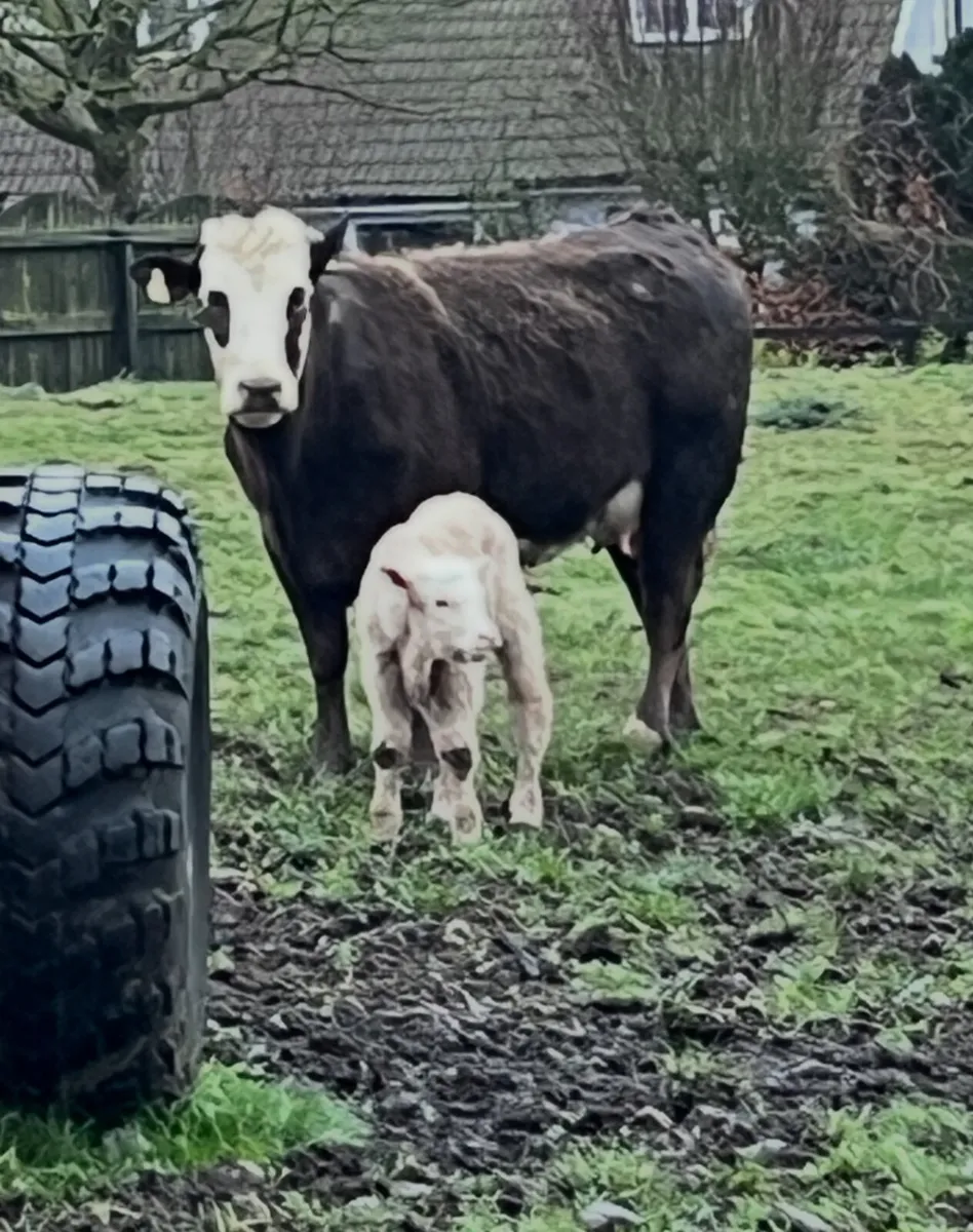 First Calver - Image 2