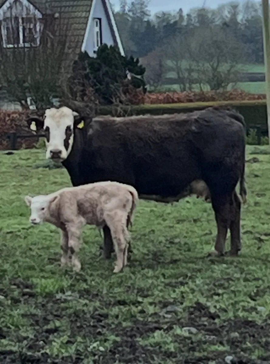 First Calver - Image 1
