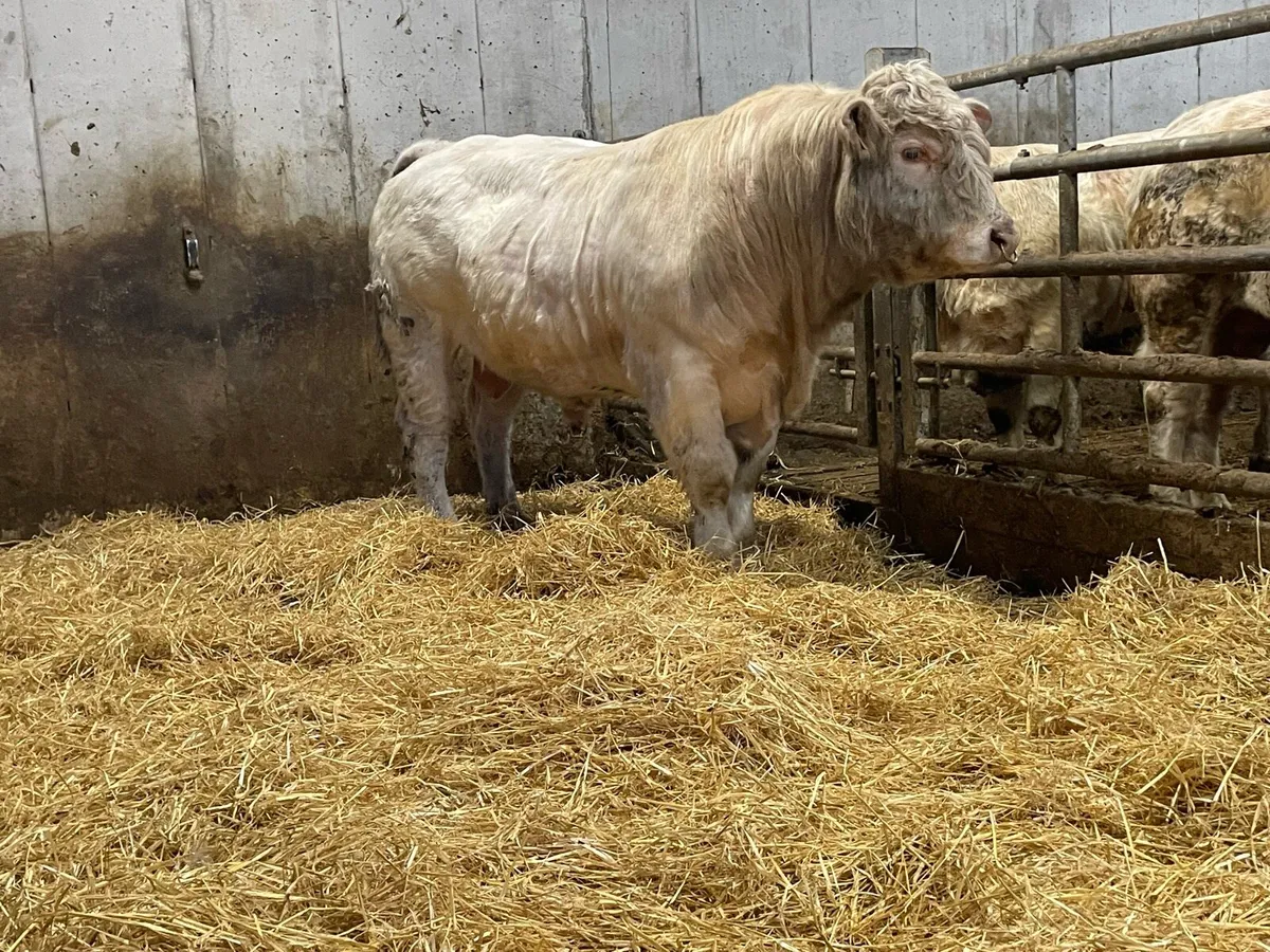 PBR Charolais bulls - Image 2
