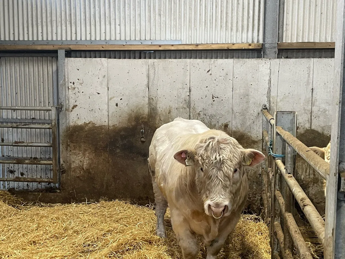 PBR Charolais bulls - Image 3