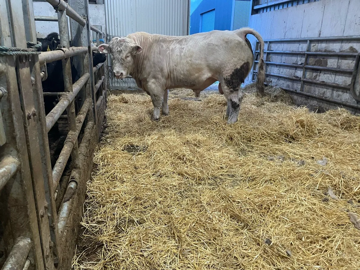 PBR Charolais bulls - Image 4