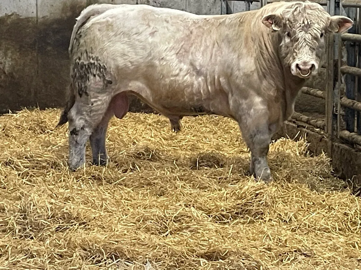 PBR Charolais bulls - Image 1
