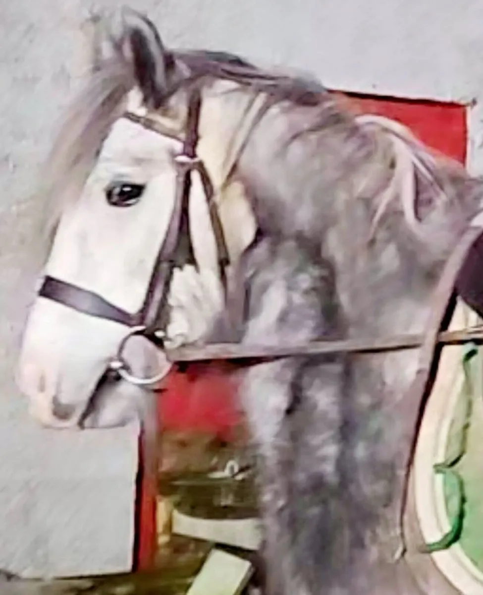 Stunning 12.2 Pony. - Image 1