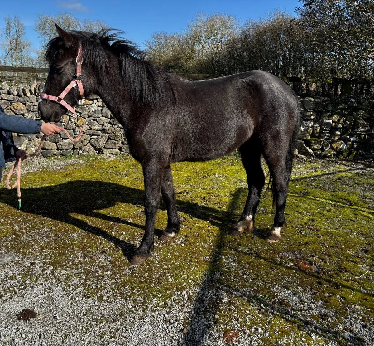 QUALITY YOUNG SJI / PC /IPS PONY - Image 2