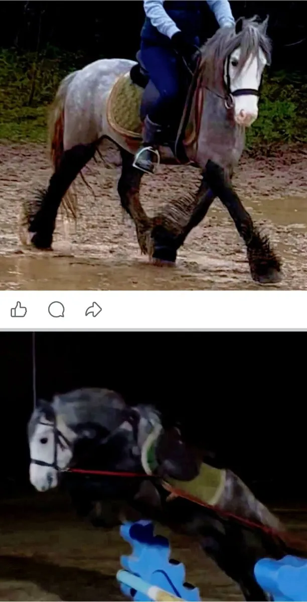 Stunning 12.2 Pony. - Image 2