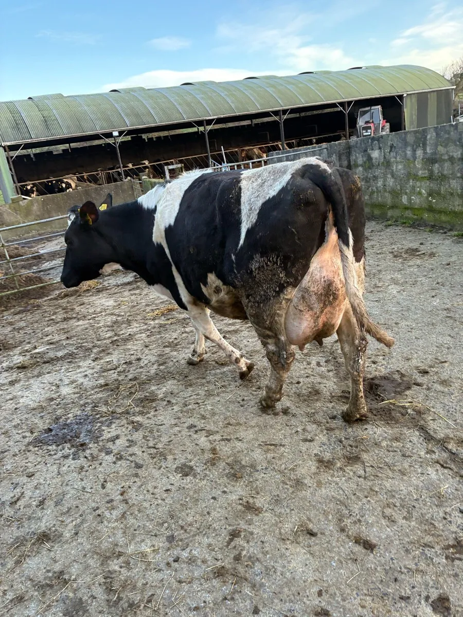 Fresian cows - Image 3