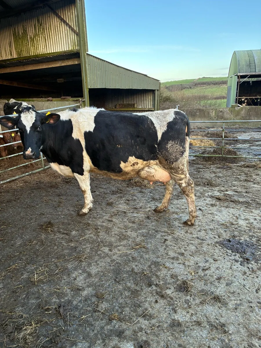 Fresian cows - Image 1