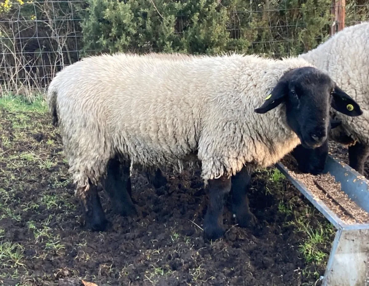 Pedigree Suffolk 2025 RAM lambs