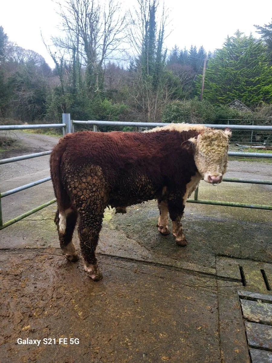 PBR Hereford bulls - Image 3