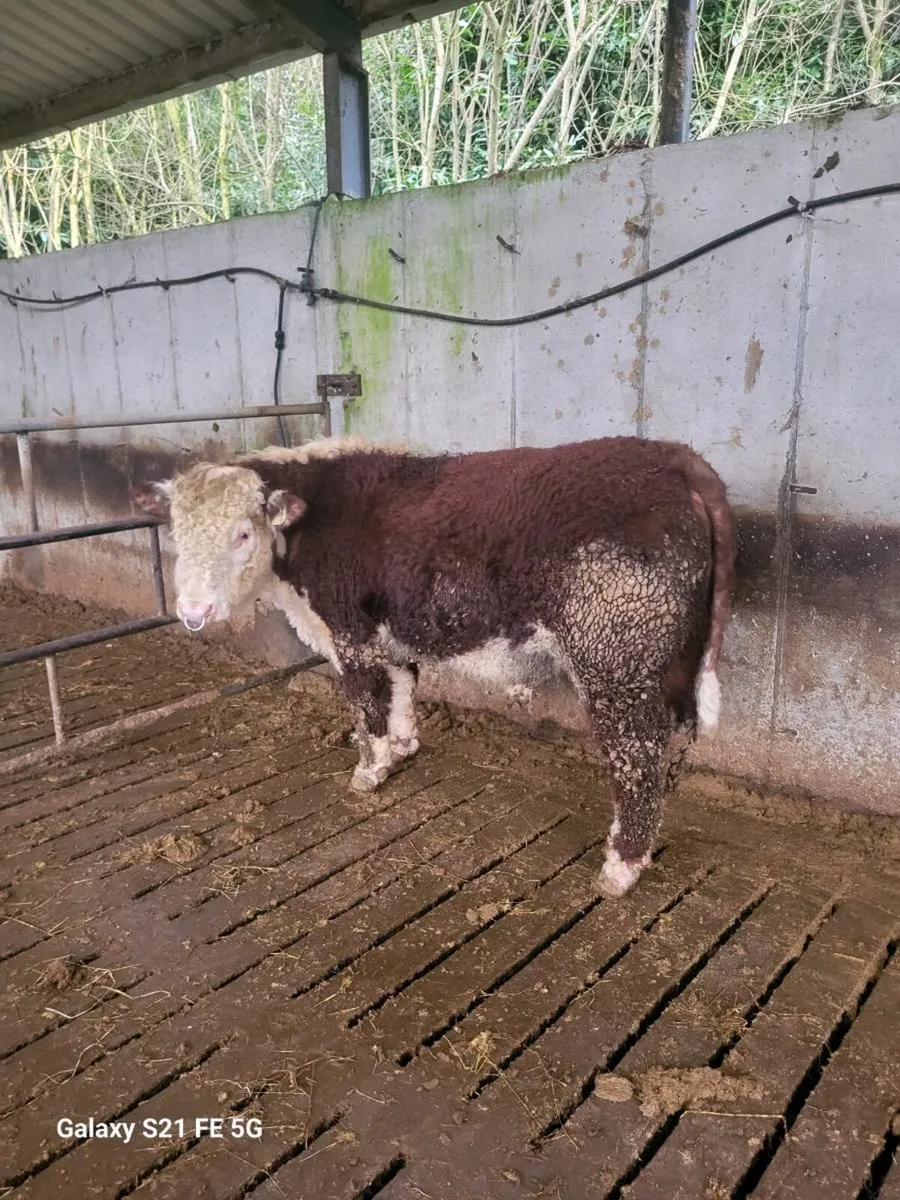 PBR Hereford bulls - Image 4