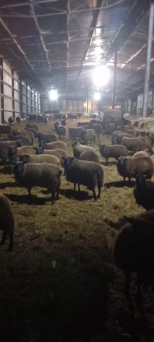 40 Dutch Spotted hoggets for sale - Image 2