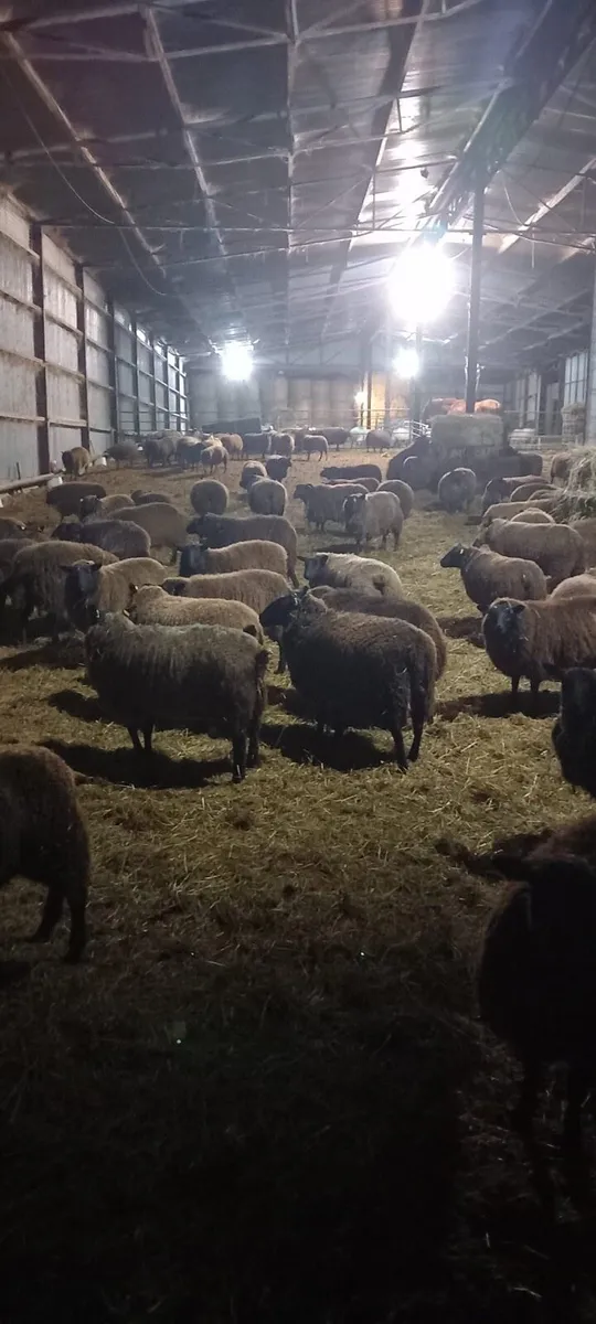 40 Dutch Spotted hoggets for sale - Image 3