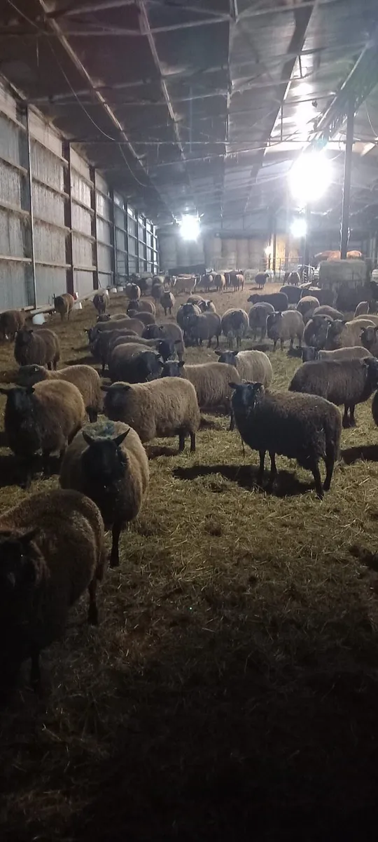 40 Dutch Spotted hoggets for sale - Image 4