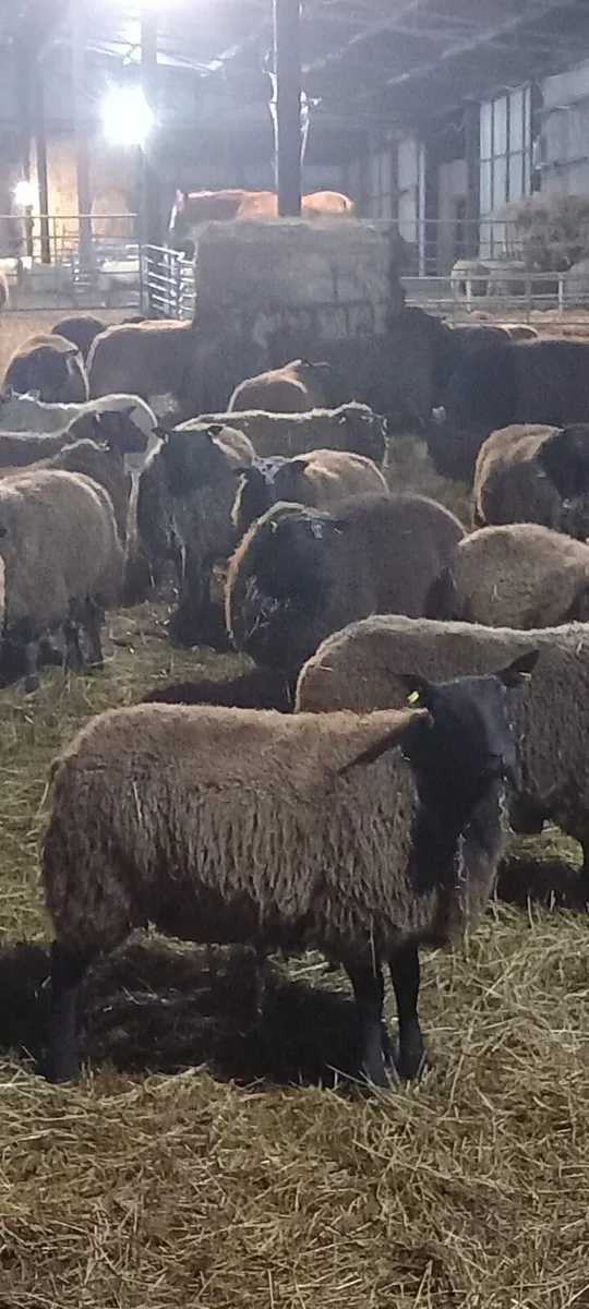 40 Dutch Spotted hoggets for sale - Image 1