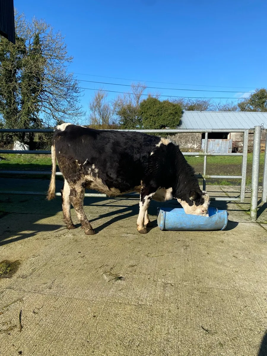 Incalf Heifer - Image 1