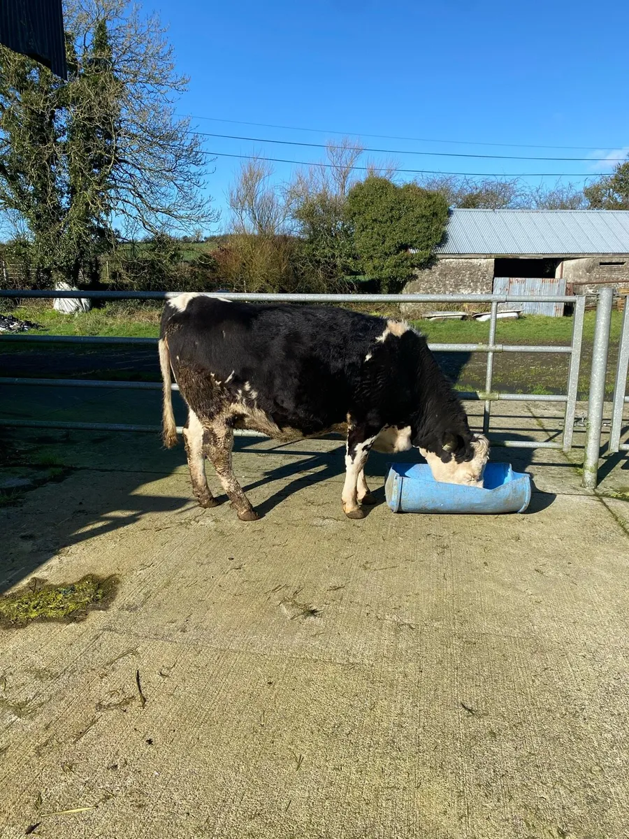 Incalf Heifer - Image 2